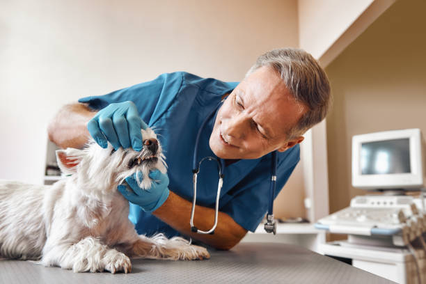 Best Emergency Gum Treatment in Thornville, OH